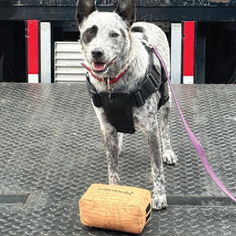 Filmtools Apple Box Plush Dog Toy - Grip Support Store